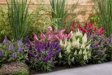 Butterfly Candy Lil' Taffy™ Butterfly Bush