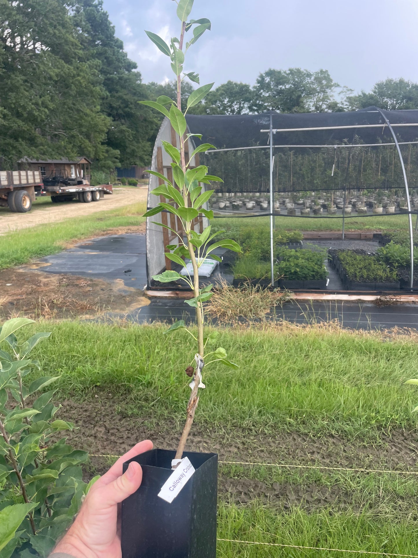 Callaway Crabapple Tree | Malus 'Callaway'