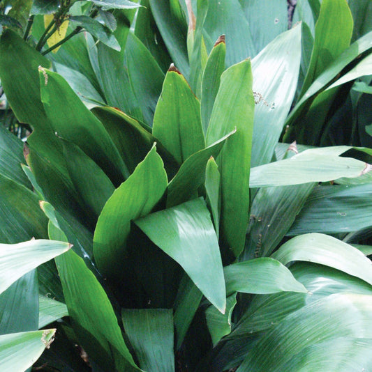 Cast Iron Plant | Aspidistra elatior