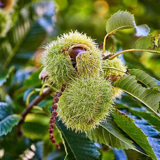 Chinese Chestnut – Castanea mollissima