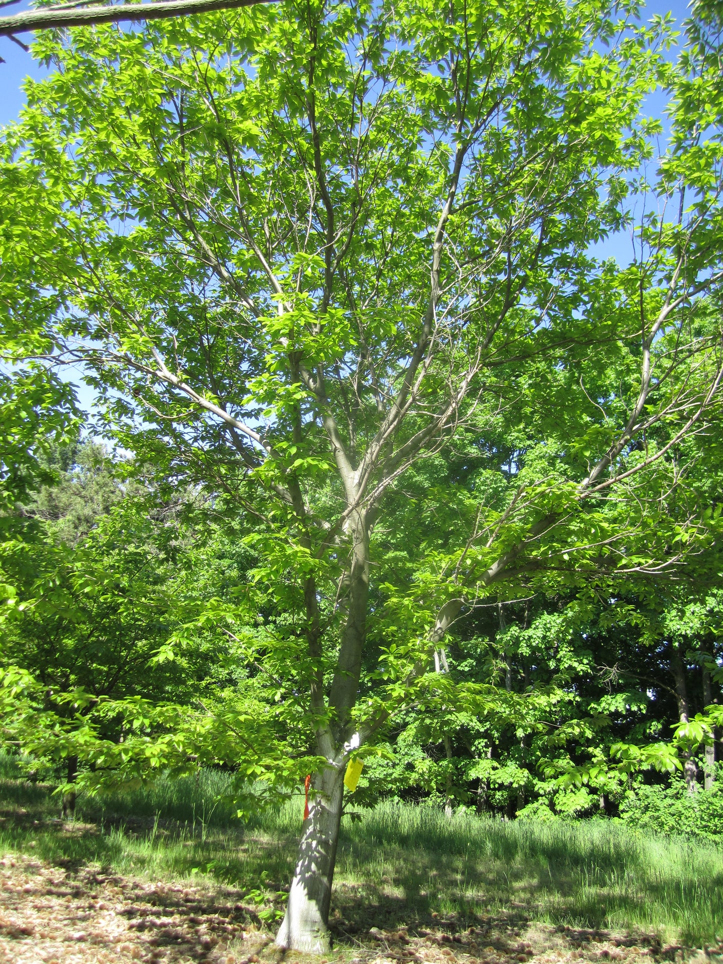 Chinese Chestnut – Castanea mollissima