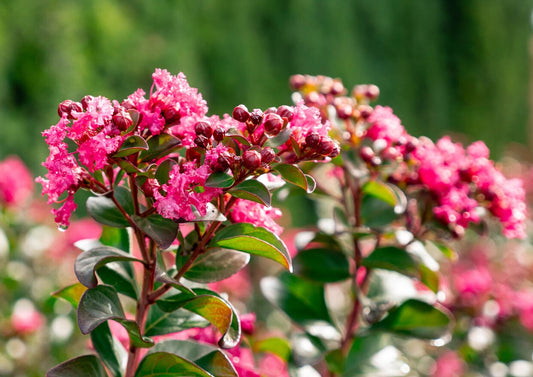 Princess Holly Ann™ Crape Myrtle