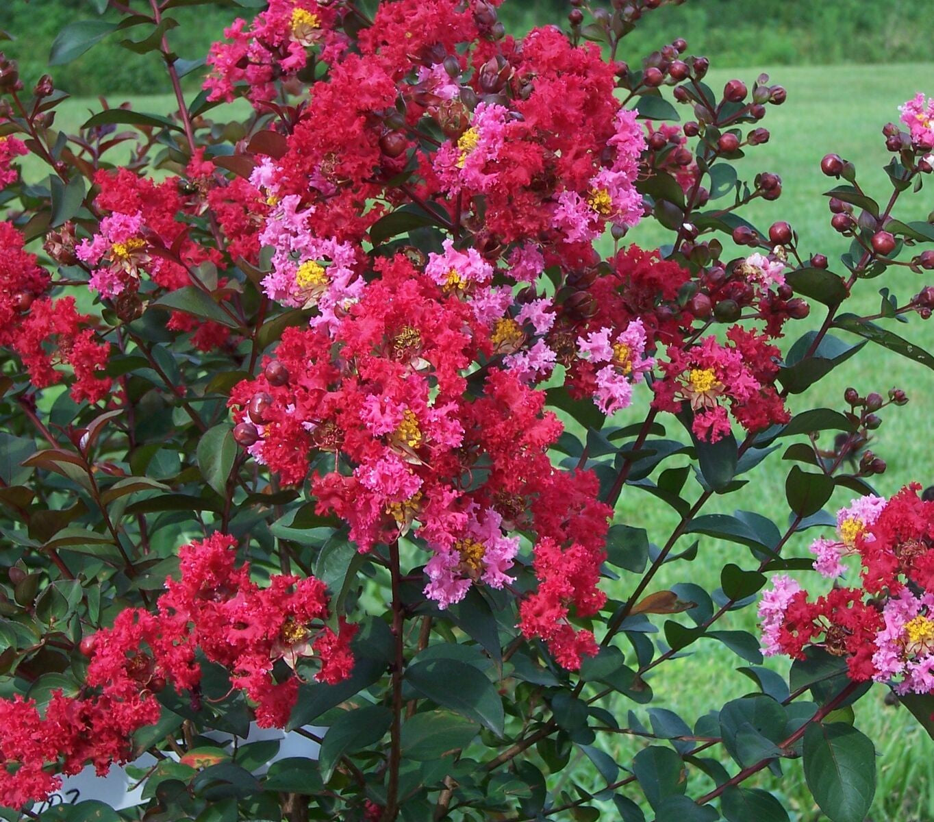 Princess Zoey™ Crape Myrtle