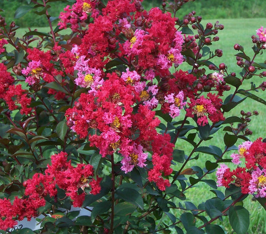 Princess Zoey™ Crape Myrtle