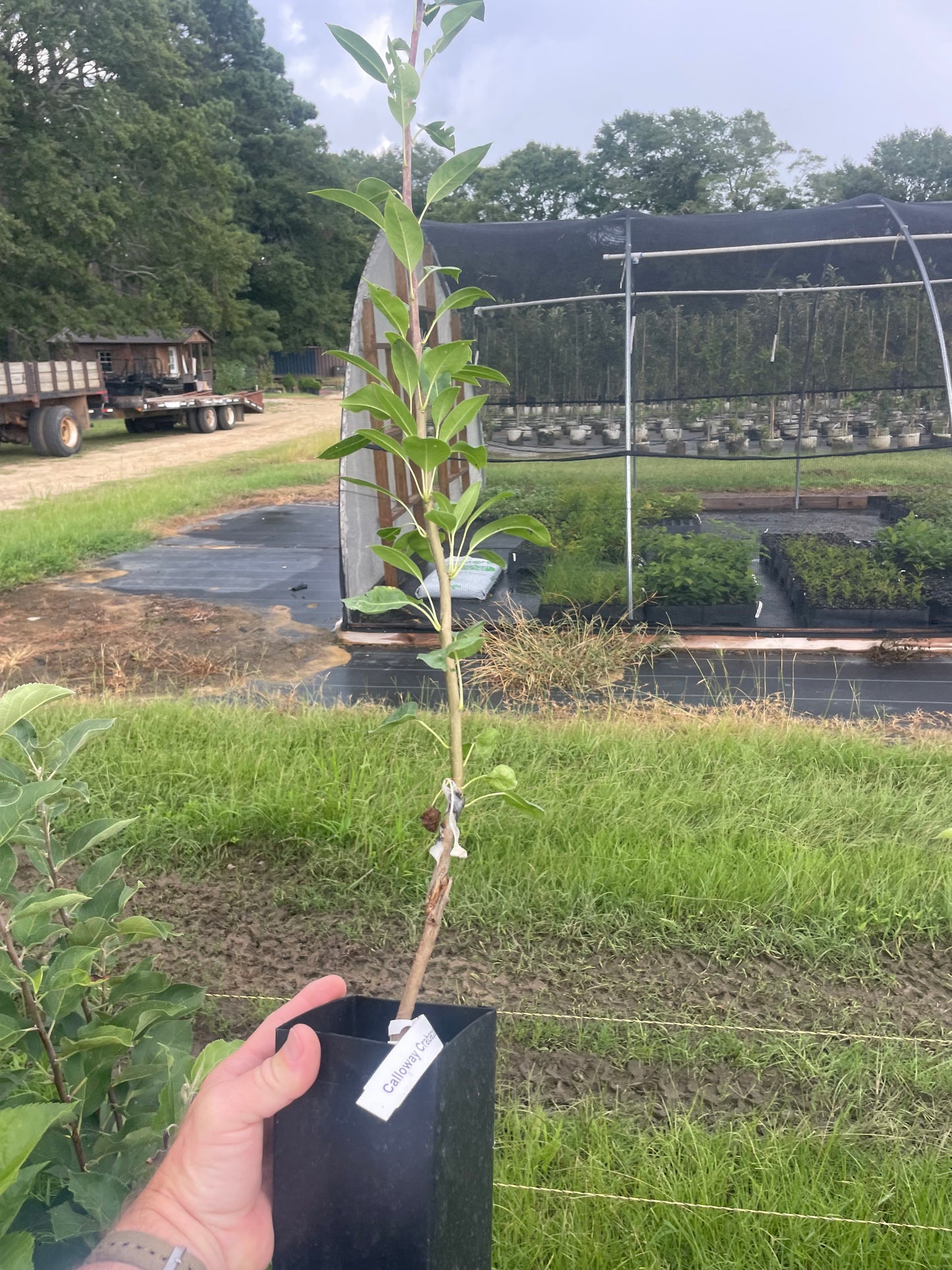 Callaway Crabapple Tree | Malus 'Callaway'