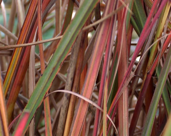 Close-up of intense red-orange leaves of Fire Dragon Maiden Grass
