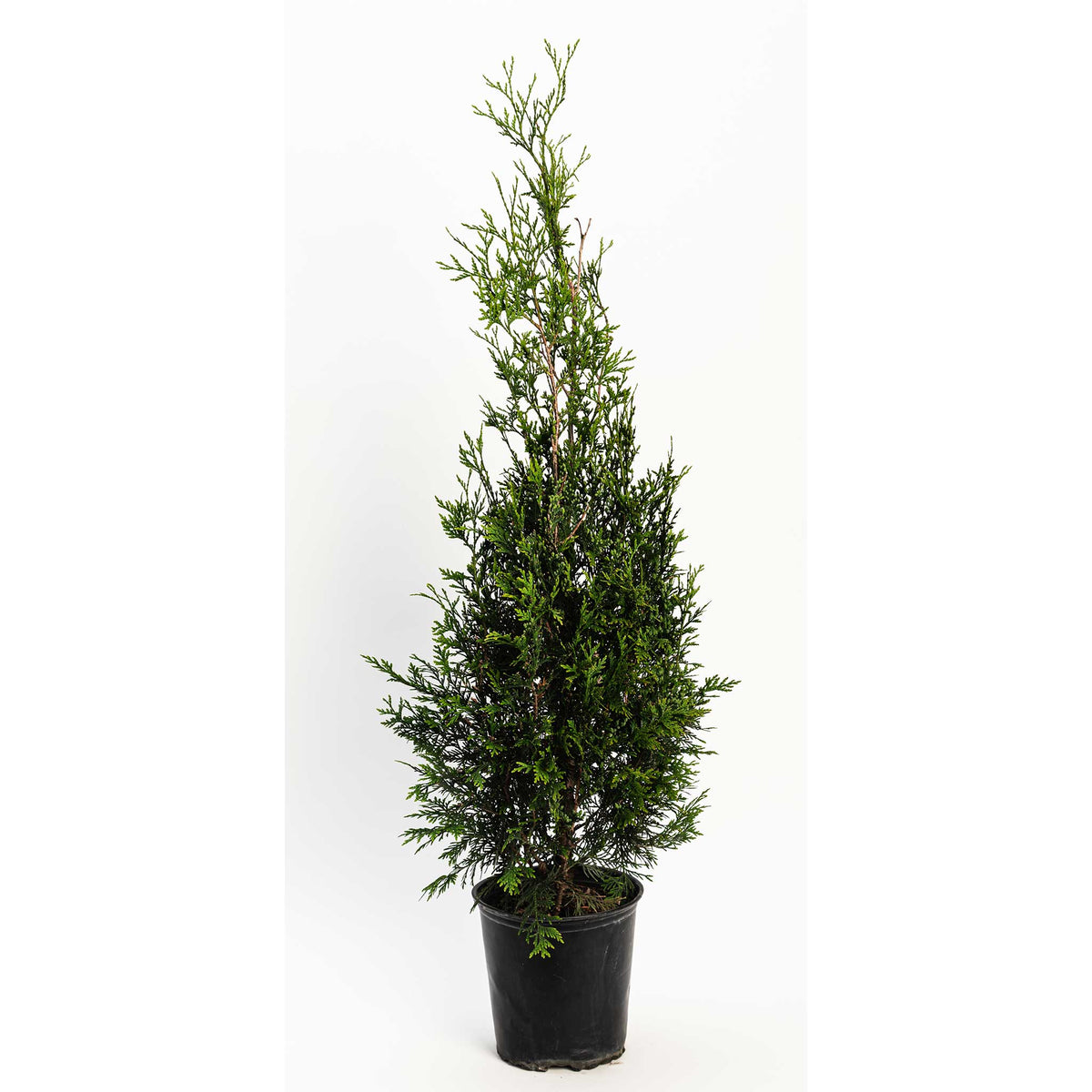 American Pillar Thuja