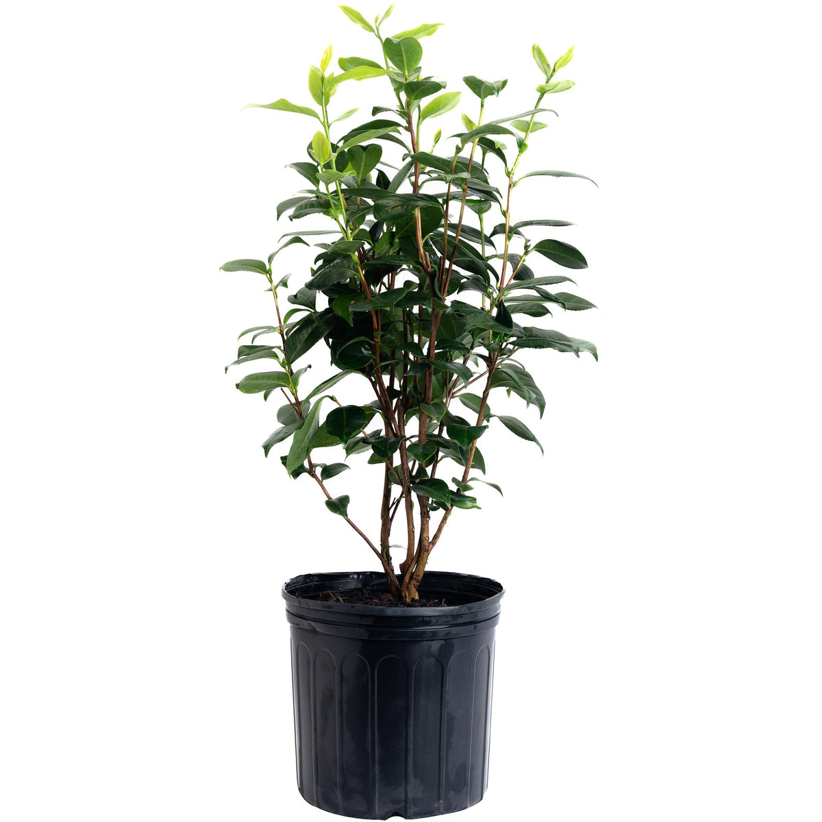 LA Peppermint Camellia | Variegated Pink Blooms