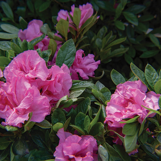 Ever After™ Pink Reblooming Azalea
