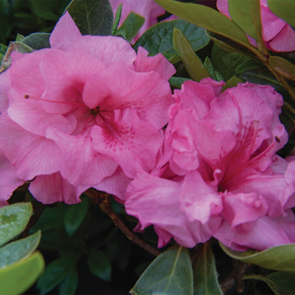 Ever After™ Pink Reblooming Azalea