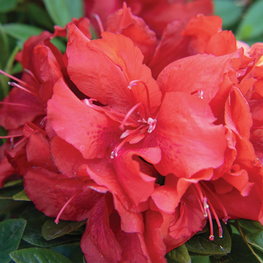 Ever After™ Ruby Reblooming Azalea