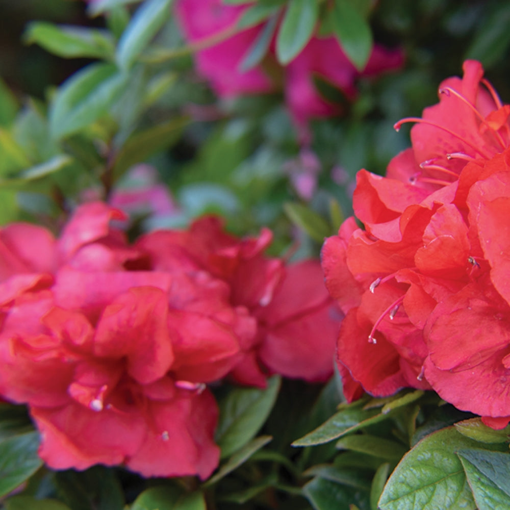 Ever After™ Ruby Reblooming Azalea