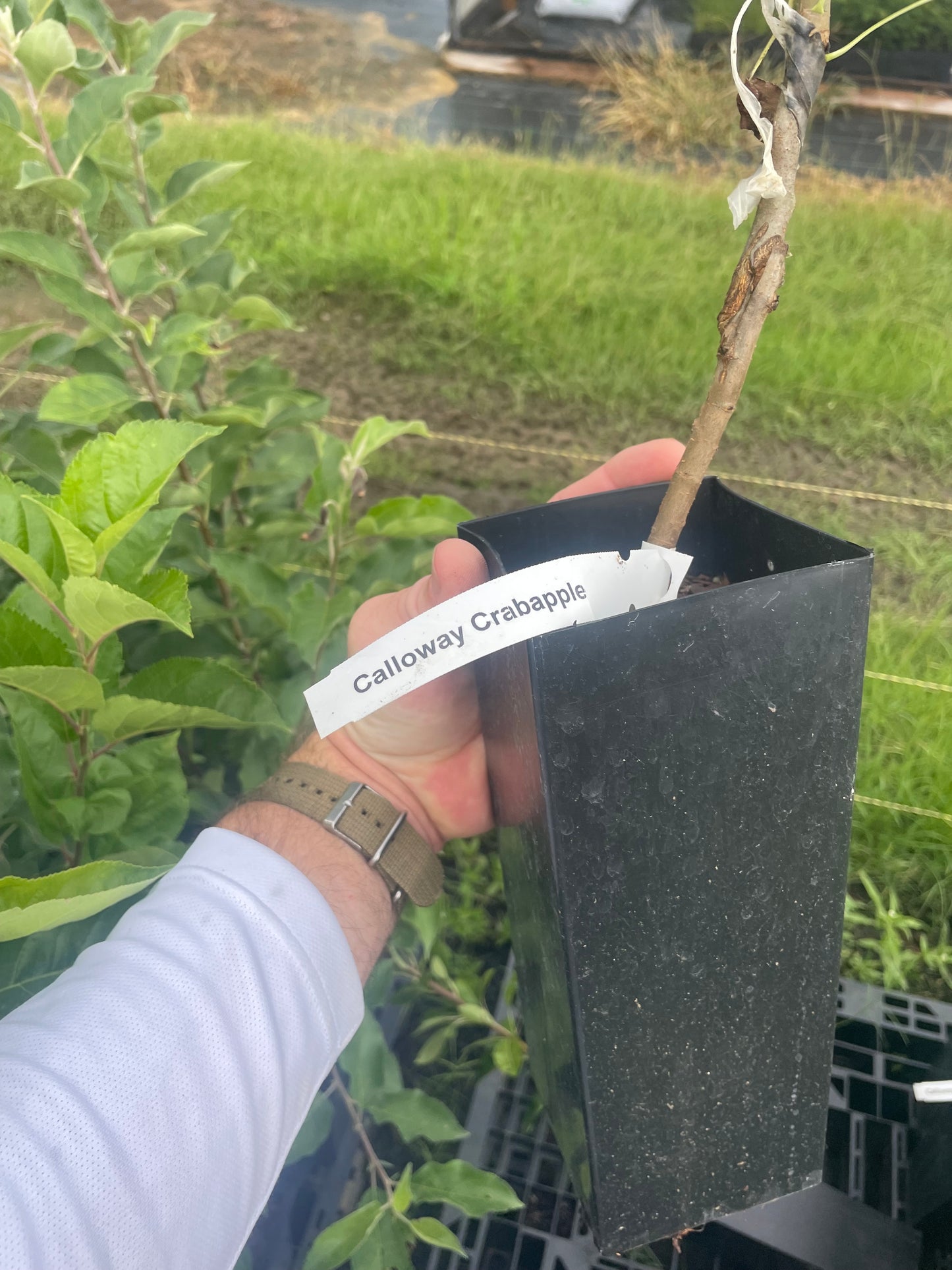 Callaway Crabapple Tree | Malus 'Callaway'