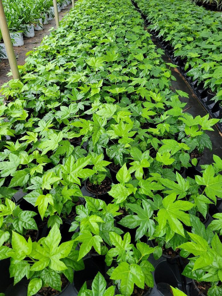Fatsia Japonica | Aralia sieboldi 'Fatsia japonica'