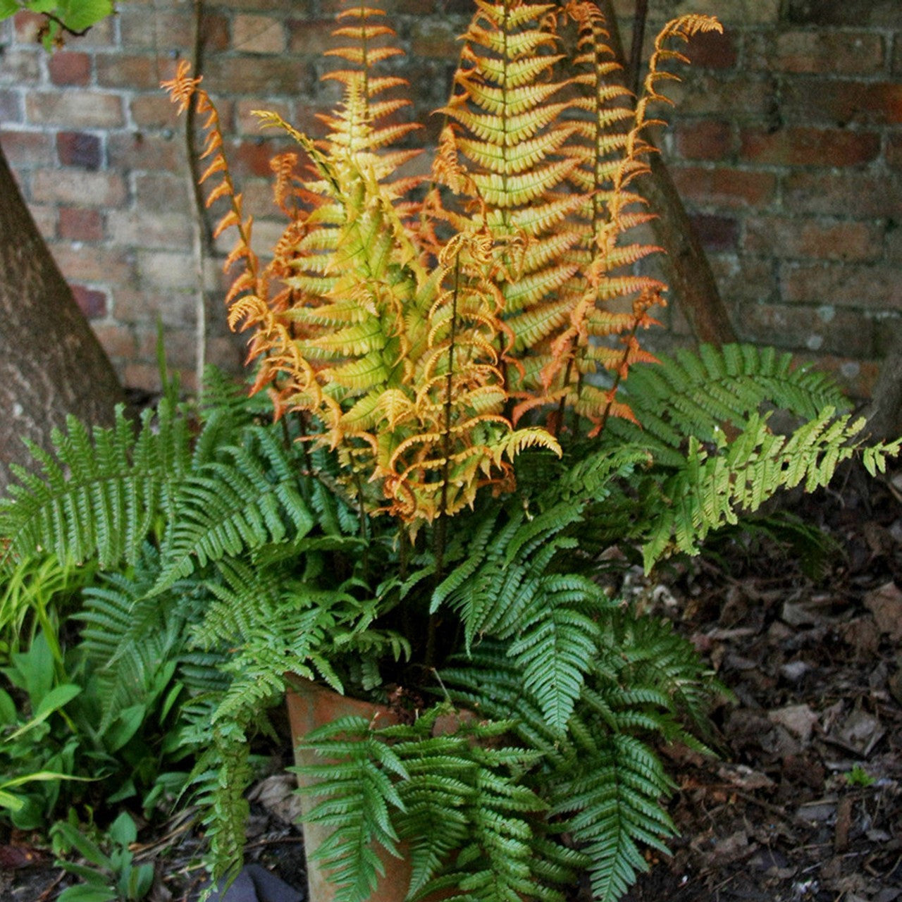Jurassic Gold Alpine Hardy Wood Fern