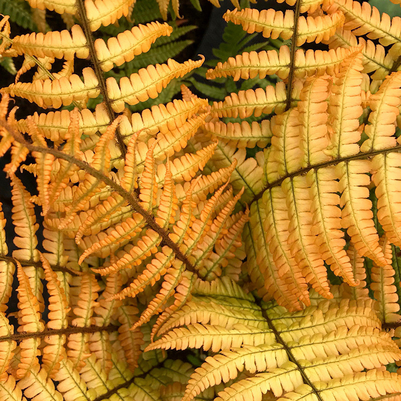 Jurassic Gold Alpine Hardy Wood Fern