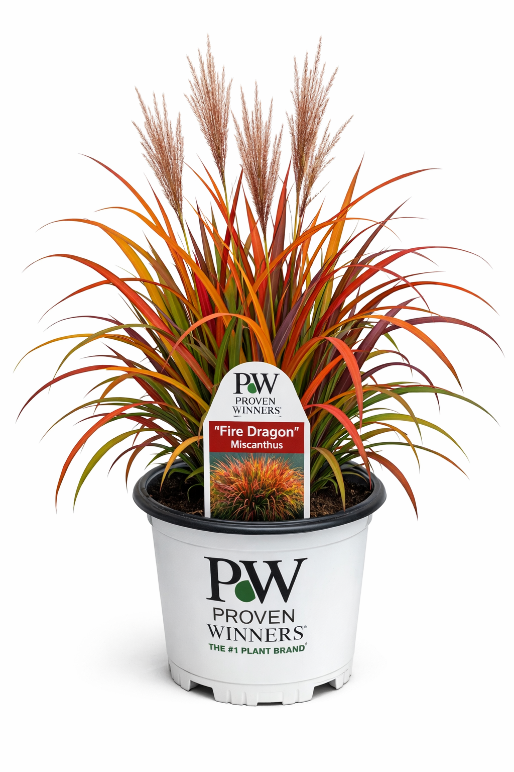 Fire Dragon Maiden Grass | Miscanthus sinensis 'Fire Dragon'