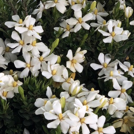 Gardenia ‘Daisy Duke™’ – Fragrant White Flowers | Compact Evergreen Shrub | Live Plant