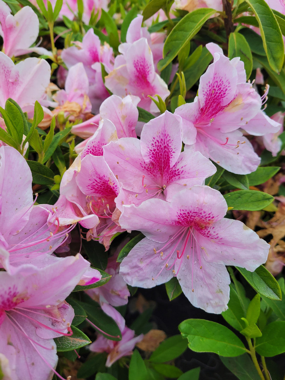 George L. Tabor Azalea