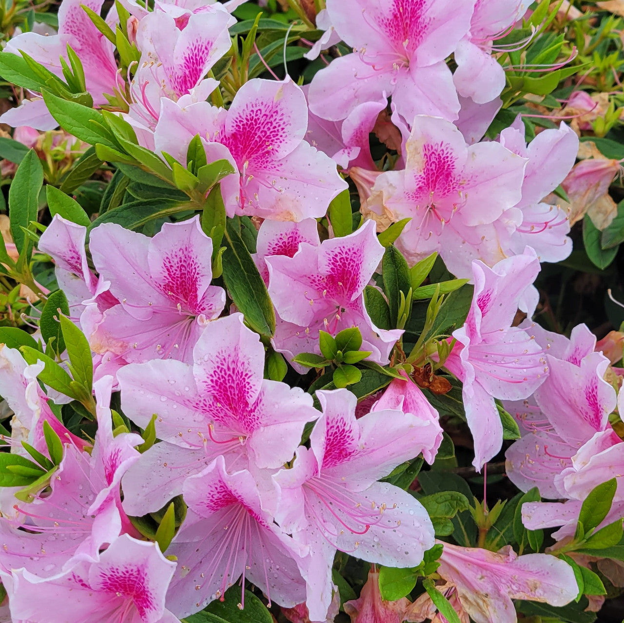 George L. Tabor Azalea