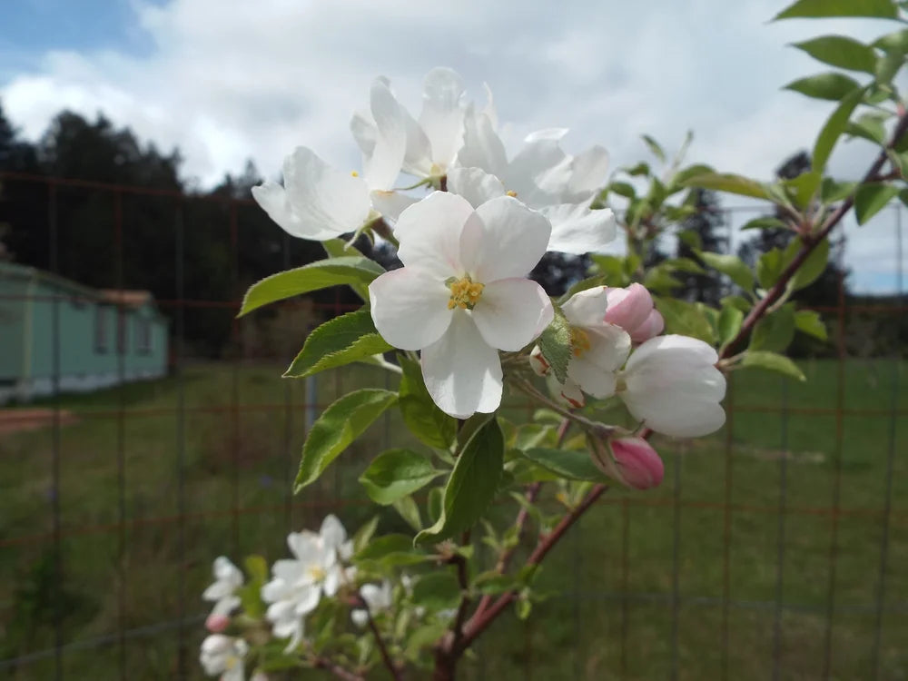 Mattamuskeet Apple Trees | Malus domestica 'Mattamuskeet'
