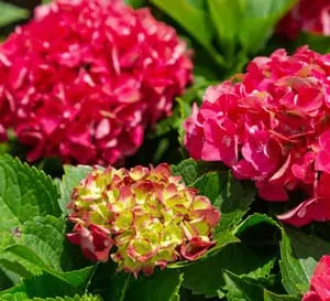 Heart Throb® Hydrangea