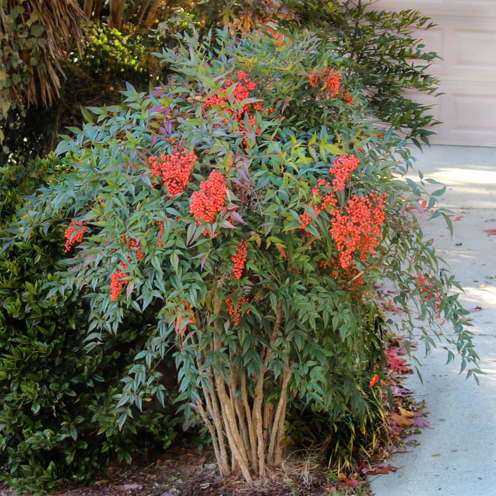 Nandina domestica ‘Heavenly Bamboo’ | Evergreen Landscape Shrub