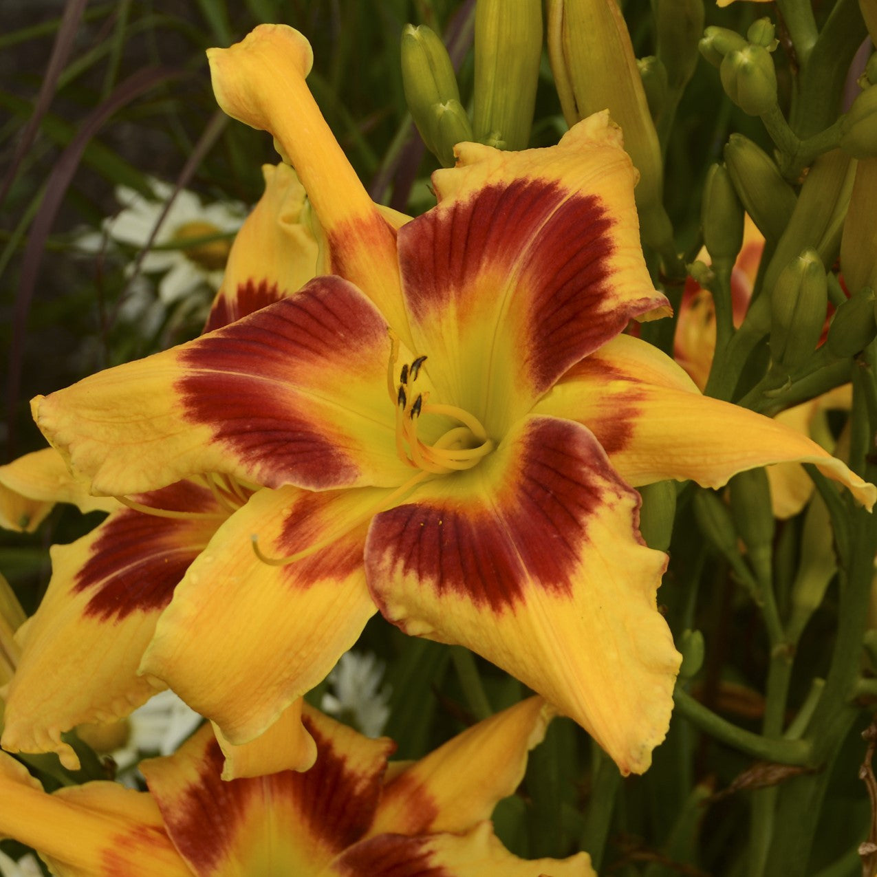 'Tiger Swirl' Daylily