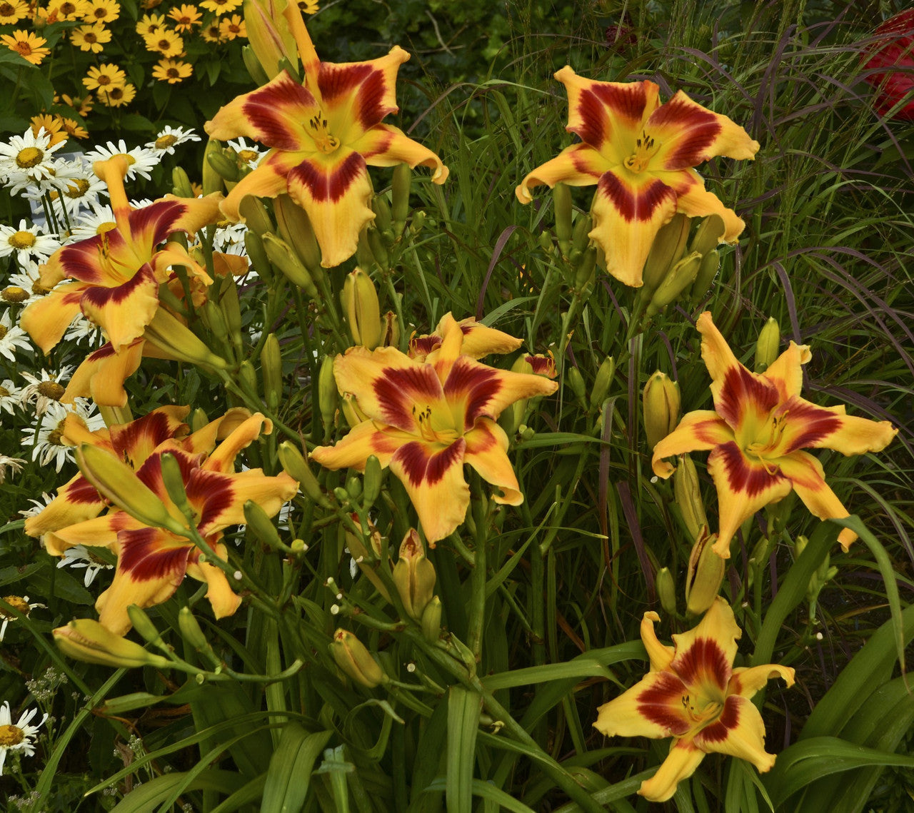 'Tiger Swirl' Daylily