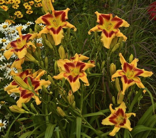 'Tiger Swirl' Daylily