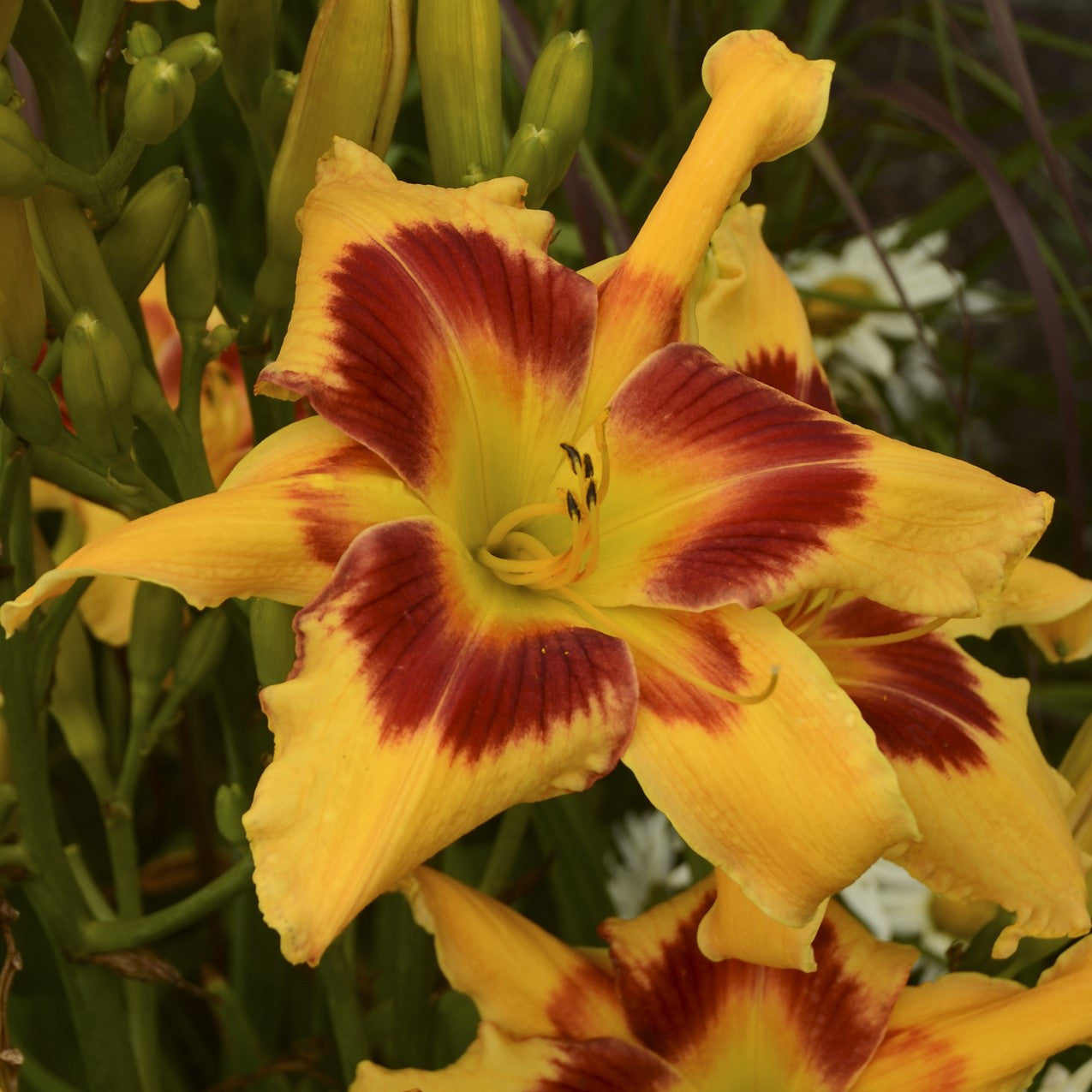 'Tiger Swirl' Daylily