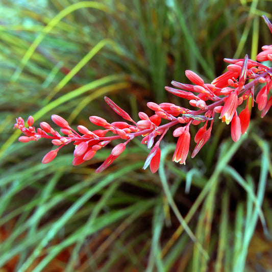 Red Yucca | Hesperaloe parviflora