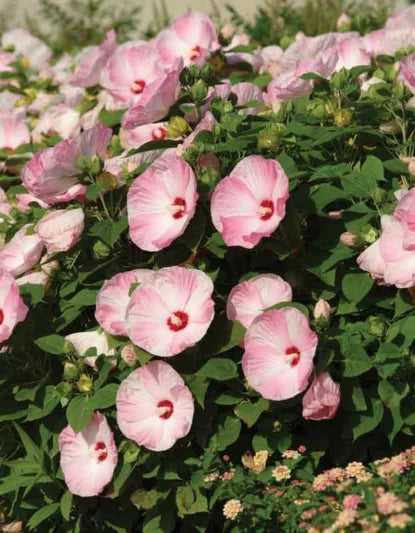 Luna Pink Swirl Hibiscus | Hibiscus moscheutos 'Luna Pink Swirl'