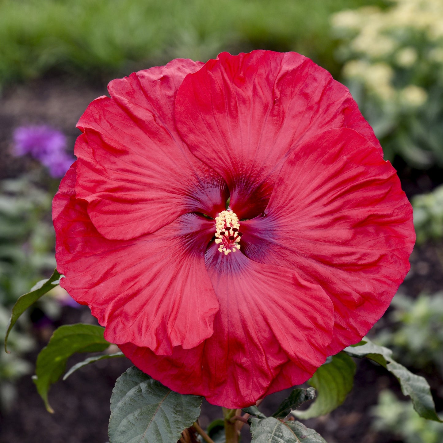 Hibiscus 'Valentine's Crush'