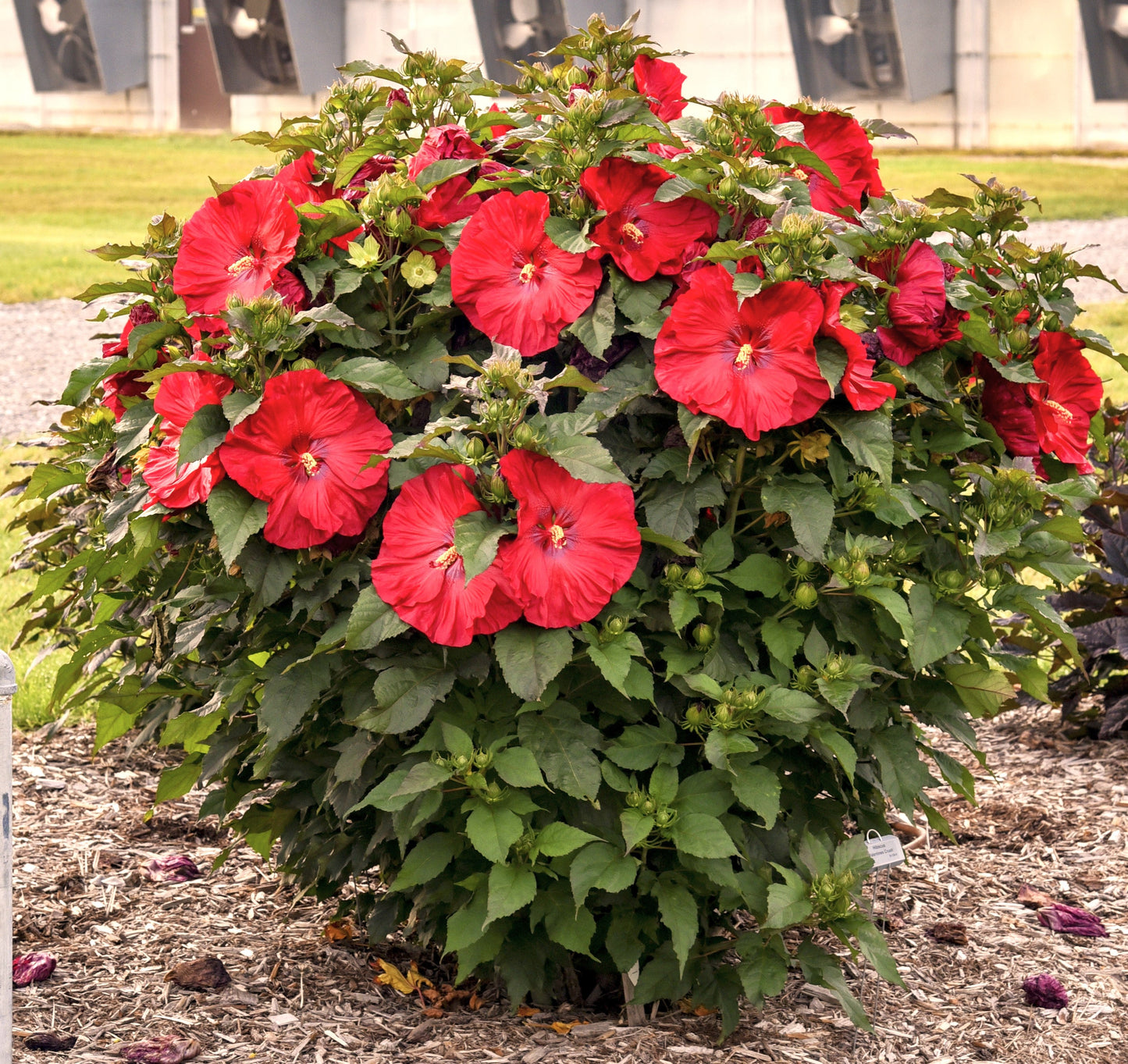 Hibiscus 'Valentine's Crush'