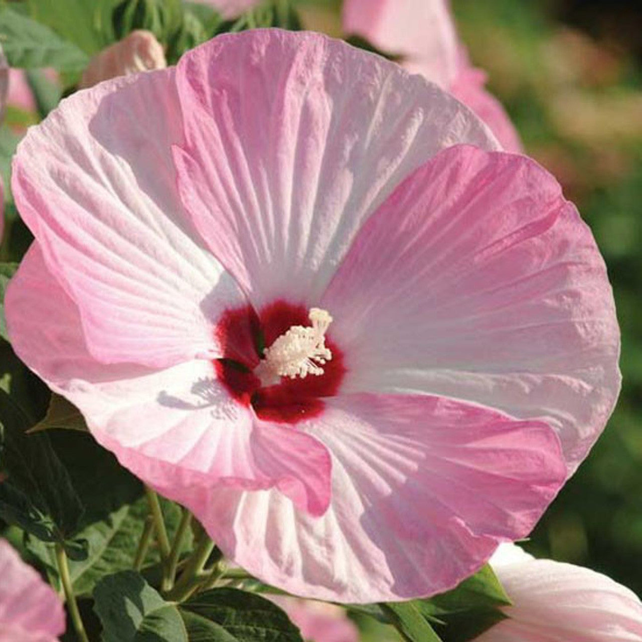 Luna Pink Swirl Hardy Hibiscus