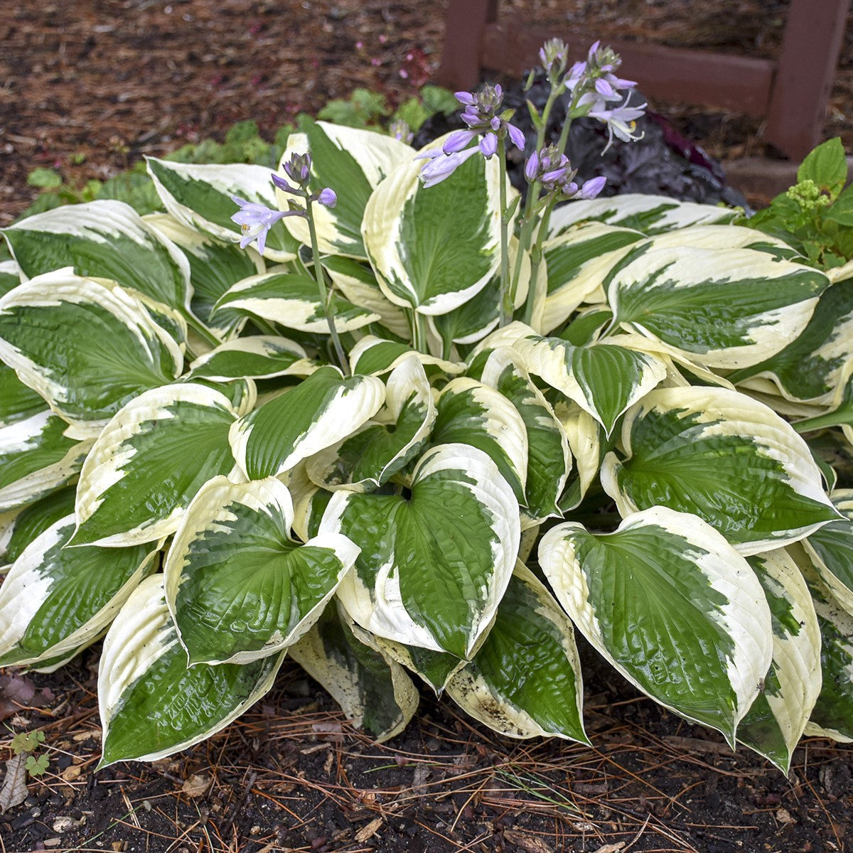 Hosta Patriot |  Plantation Lily