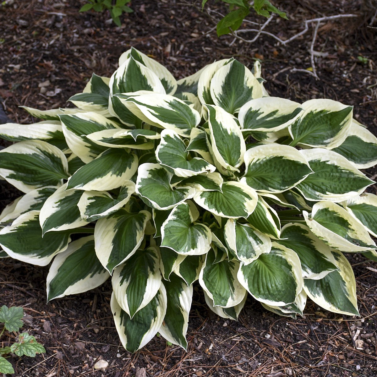 Hosta Patriot |  Plantation Lily