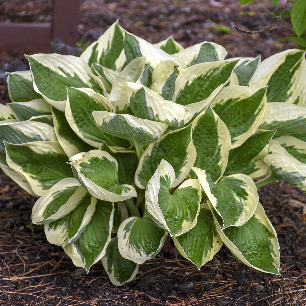 Hosta Patriot |  Plantation Lily