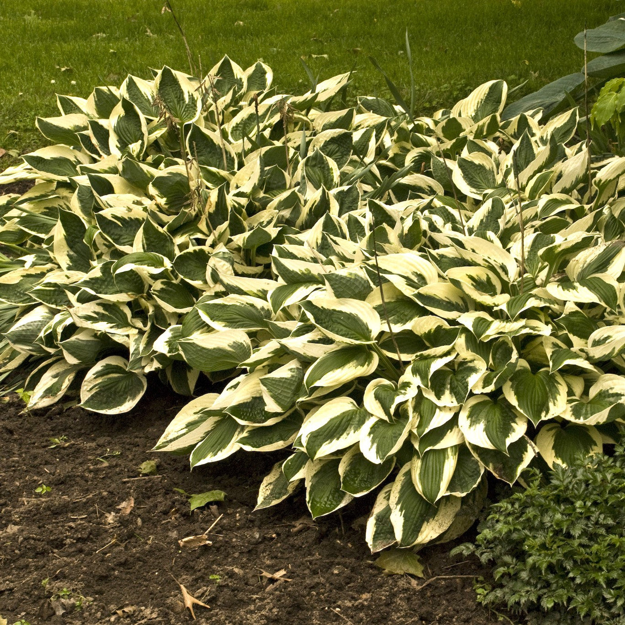 Hosta Patriot |  Plantation Lily