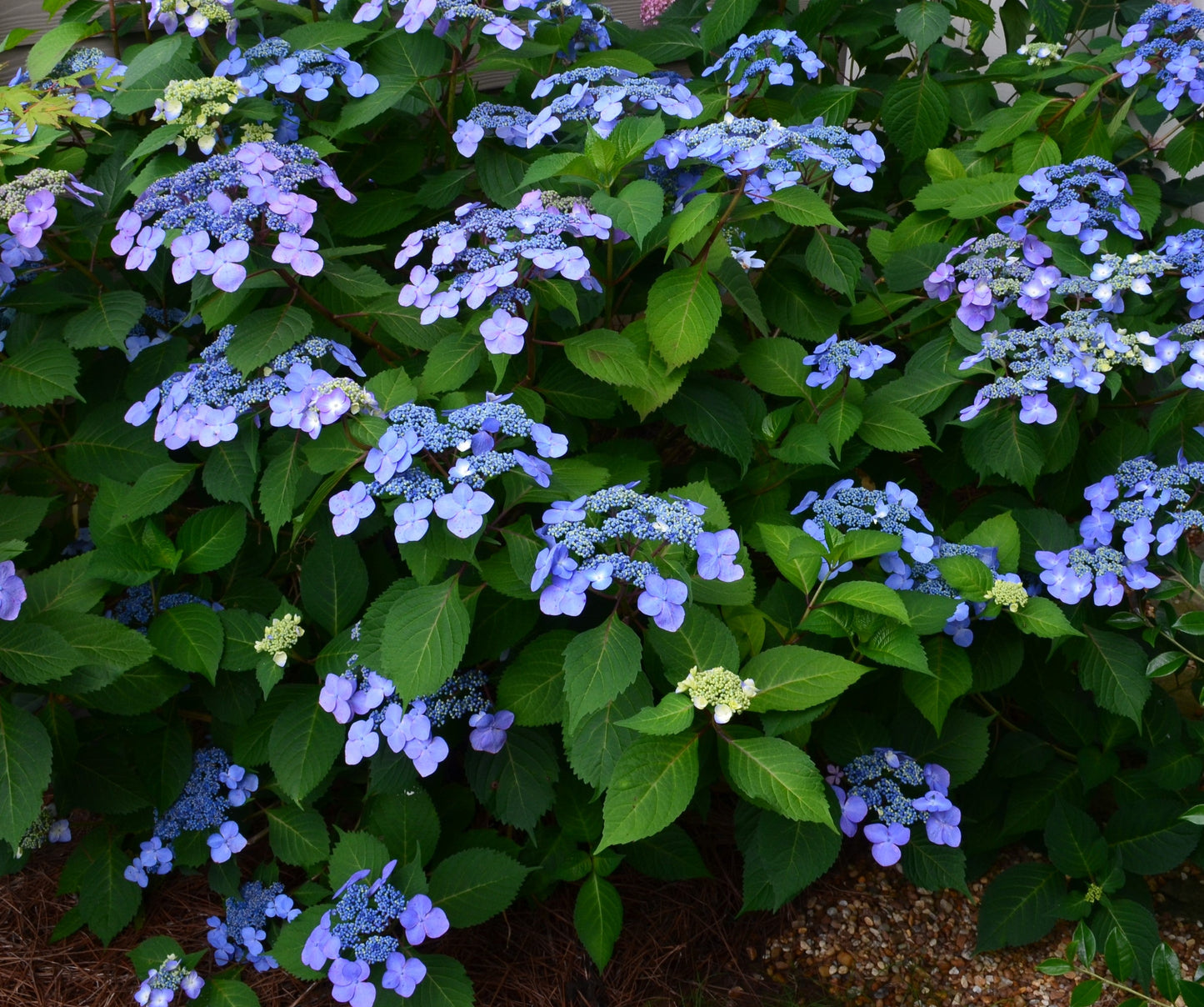 Endless Summer® Twist-n-Shout® | Reblooming Lacecap Hydrangea