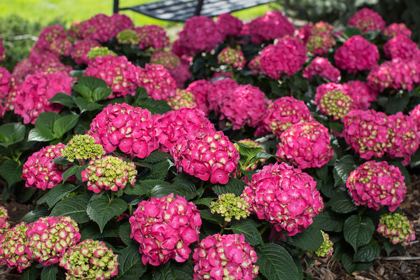 Endless Summer® Summer Crush® | Reblooming Compact Hydrangea