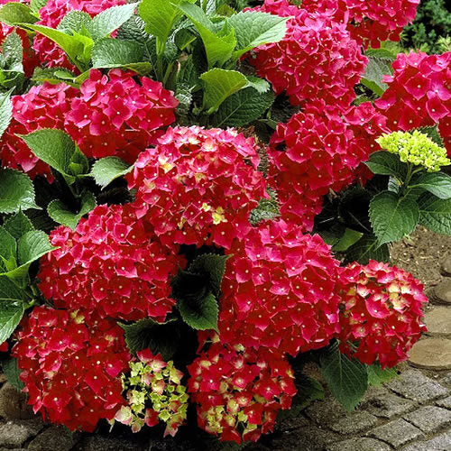Heart Throb™ Hydrangea | Hydrangea macrophylla 'McKay'