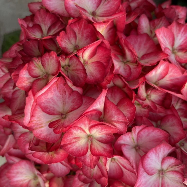 Kimono Red Reblooming Hydrangea in full bloom with red petals and white edges