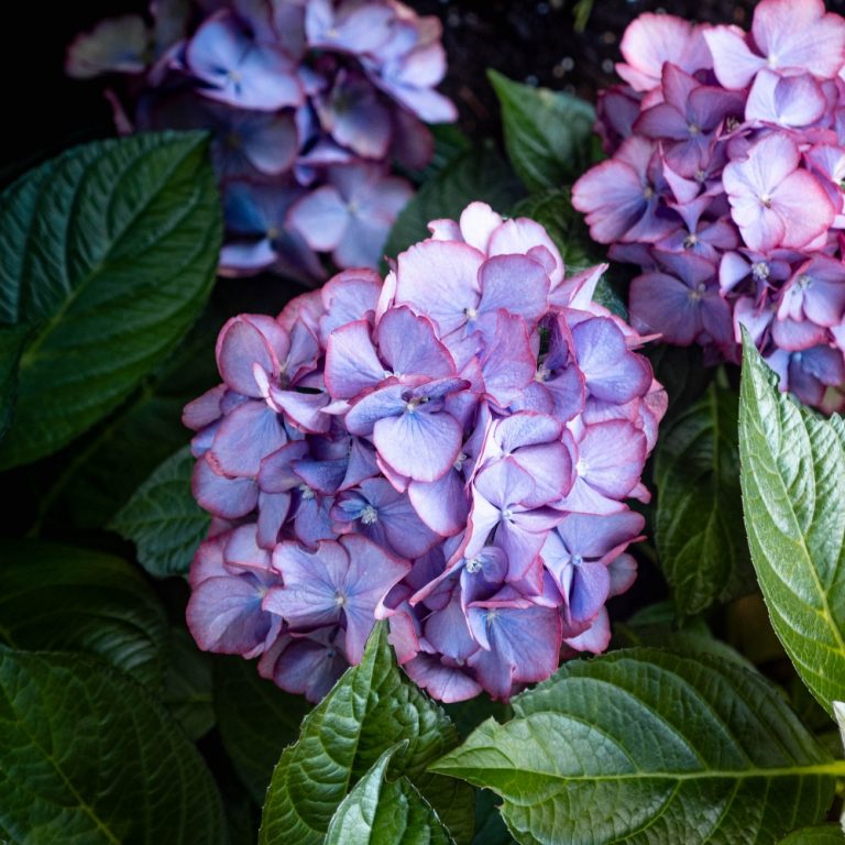 Kimono™ Red Reblooming Compact Hydrangea Shrub | Bloomin’ Easy® Collection