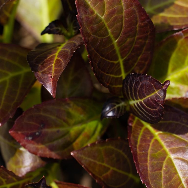 Kimono™ Red Reblooming Compact Hydrangea Shrub | Bloomin’ Easy® Collection