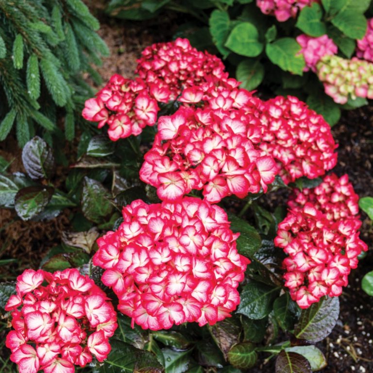Kimono Red Reblooming Hydrangea in full bloom with red petals and white edges