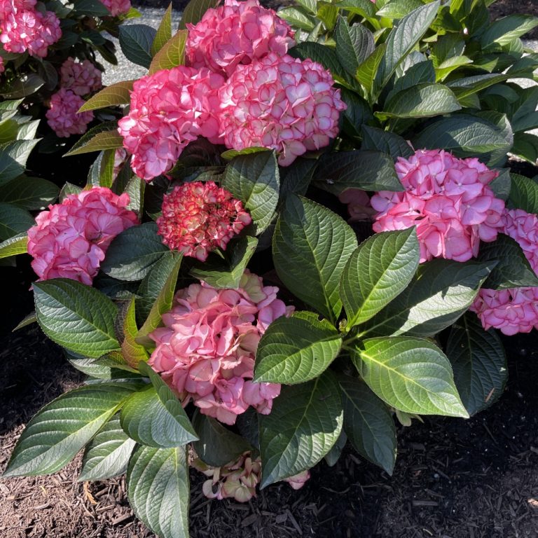Kimono Red Reblooming Hydrangea in full bloom with red petals and white edges