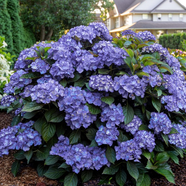 Kimono™ Red Reblooming Compact Hydrangea Shrub | Bloomin’ Easy® Collection