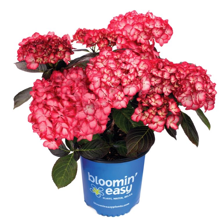 Kimono™ Red Reblooming Hydrangea – Bloomin’ Easy® Collection – Compact Beauty – Free Shipping